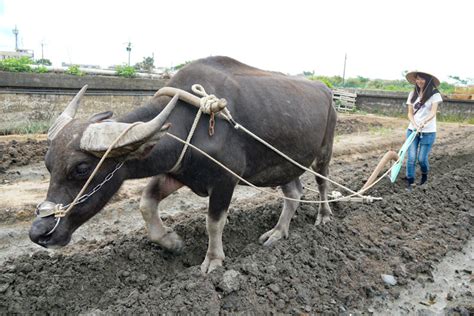 耕田牛|宜蘭壯圍「牛頭司」 傳統農耕一日遊，「被牛拖著走」的犁田日。